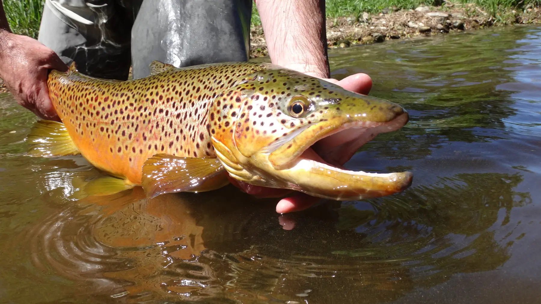 A big golden brown trout held at the surface just before release