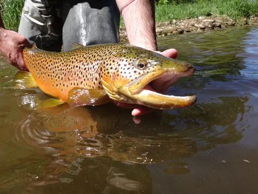 A large golden brown trout held at the surface just before release