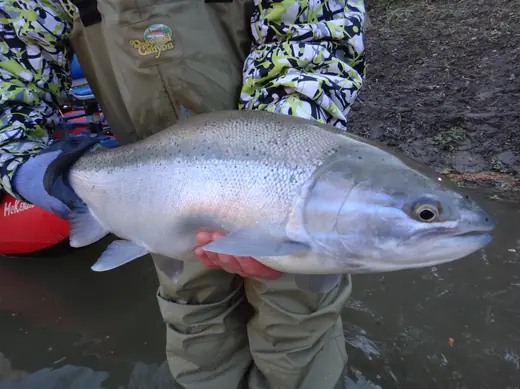 A big chrome Great Lakes steelhead held horizontally above the water
