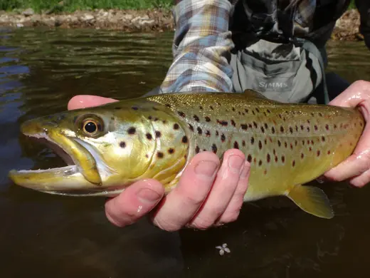 A heavily spotted brown trout cradled in the current