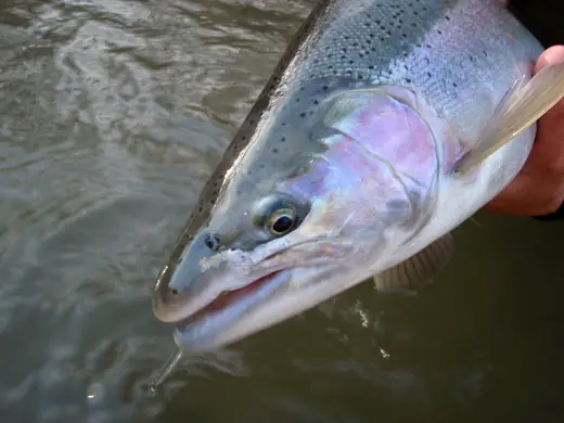 A bright chrome steelhead held above the water before release