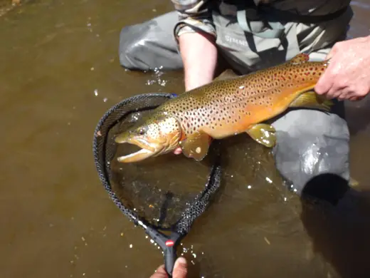 A brown trout resting in a landing net in the current