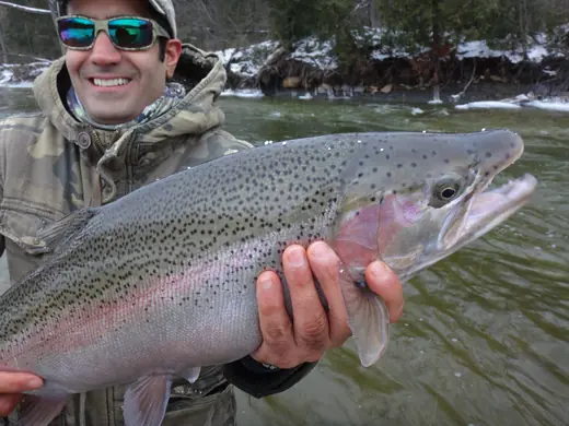 An angler in waders holding a chrome steelhead