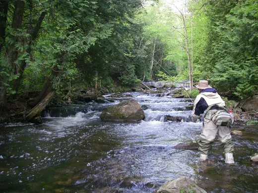 A narrow canopied stretch of the upper Credit River tumbling over rock