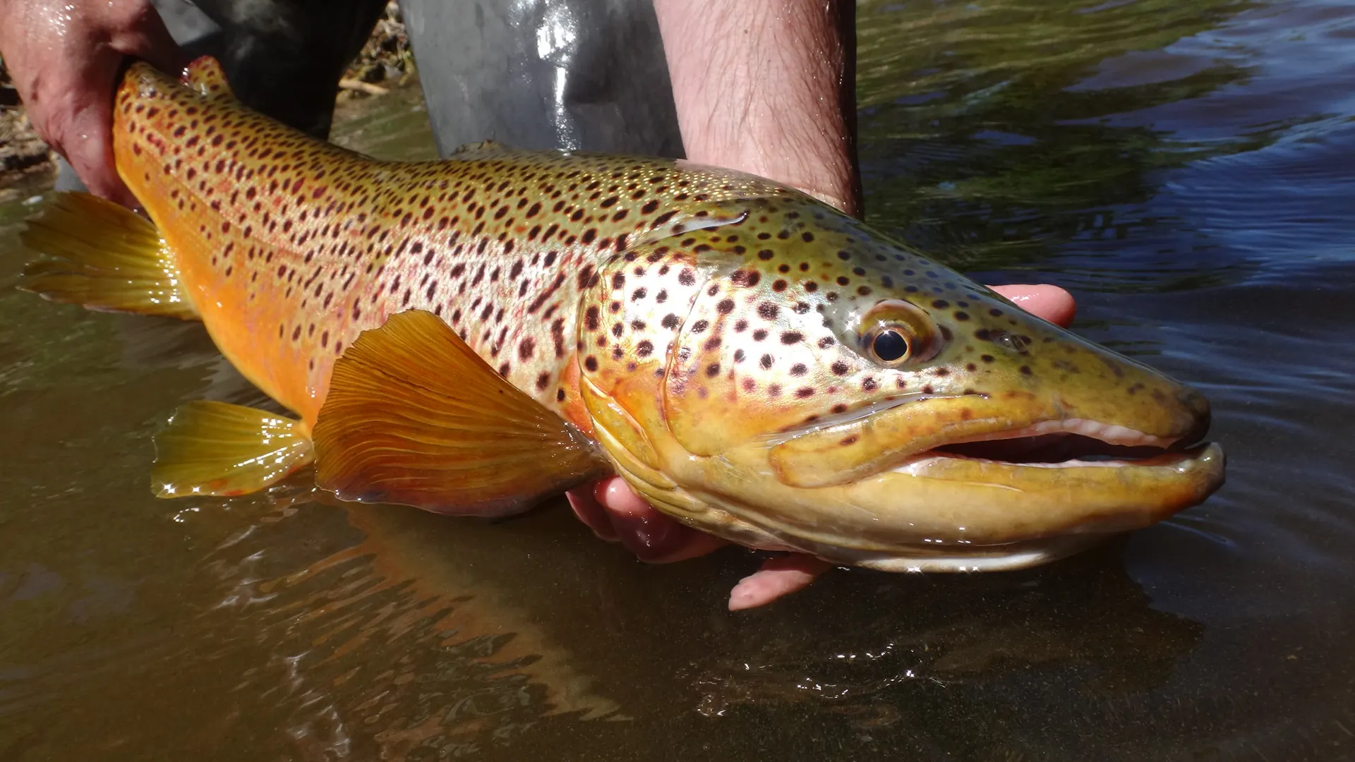 A close view of a large brown trout's flank and spotting