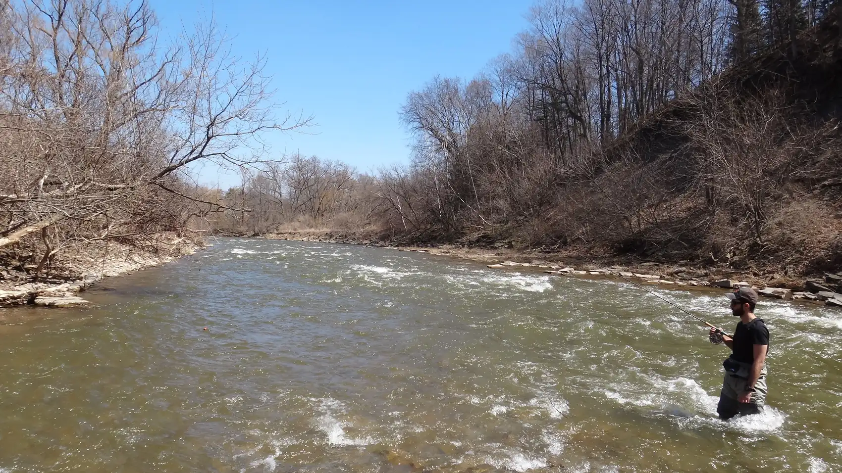An angler wading the Lower Credit River in spring with a long centerpin rod