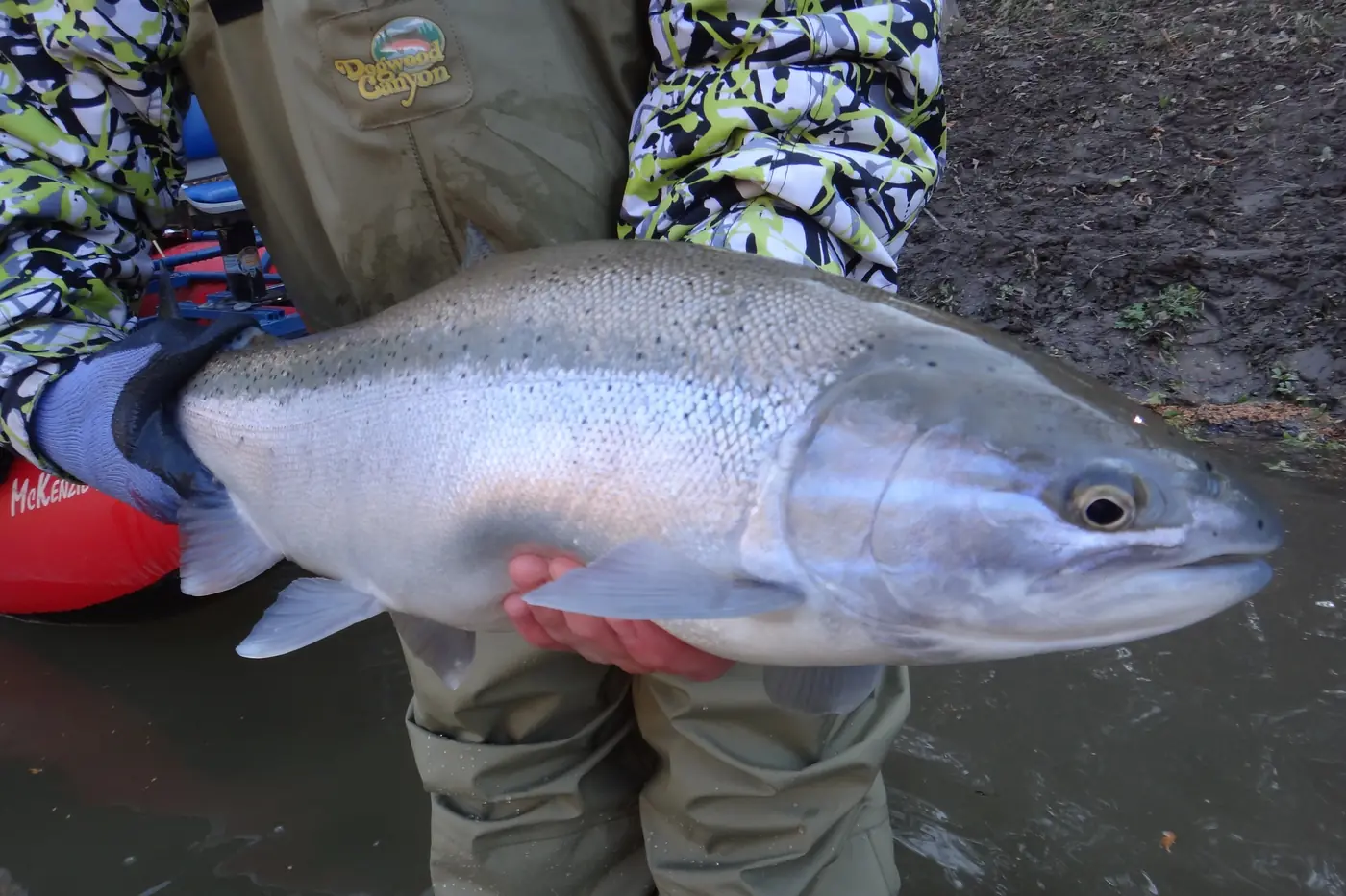A large chrome Great Lakes steelhead held horizontally above the water