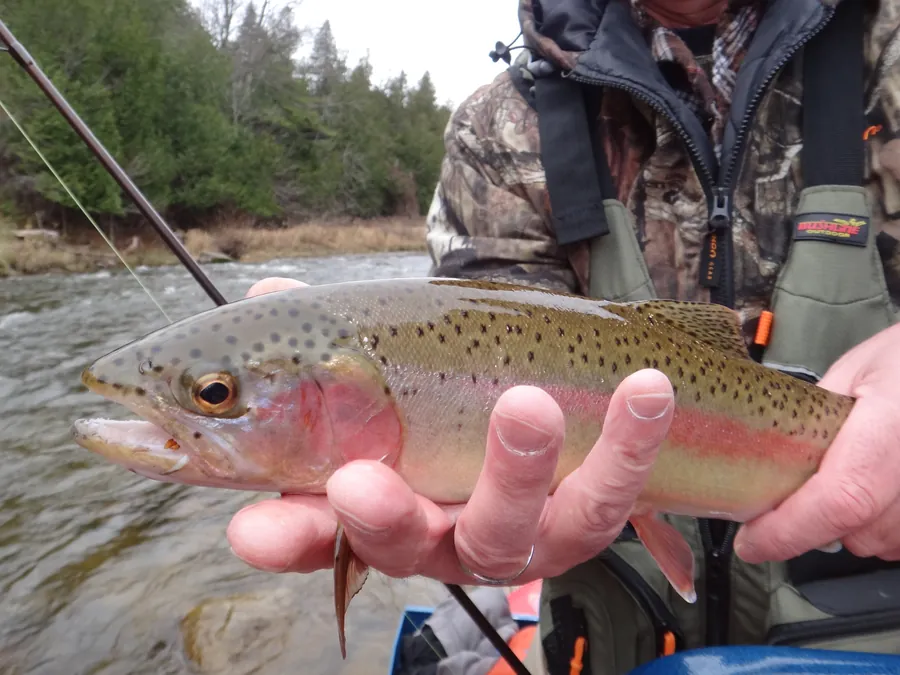 A rainbow trout held above the water with a centerpin rod alongside