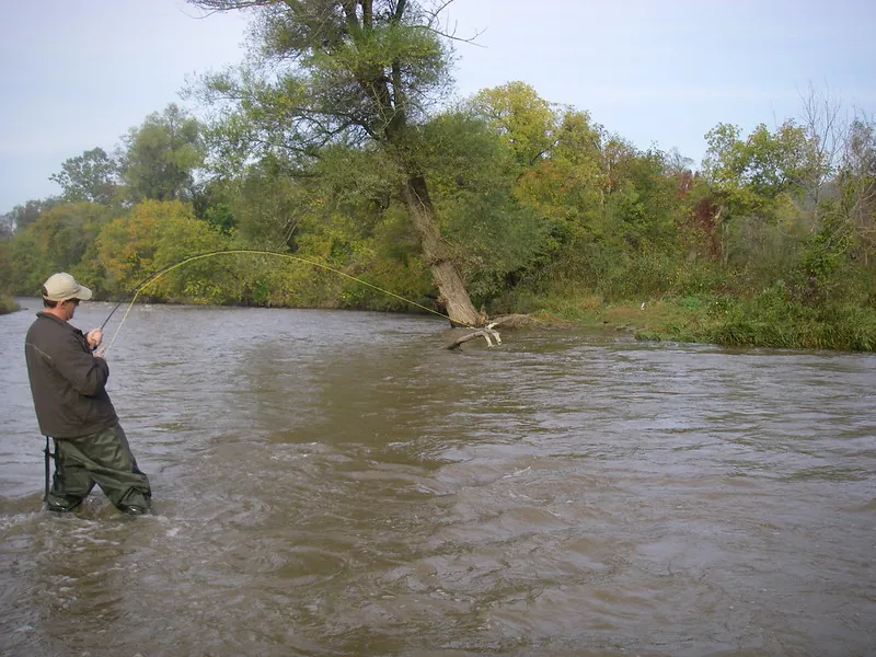 An angler fly casting across a Southern Ontario river in autumn, wooded far bank behind