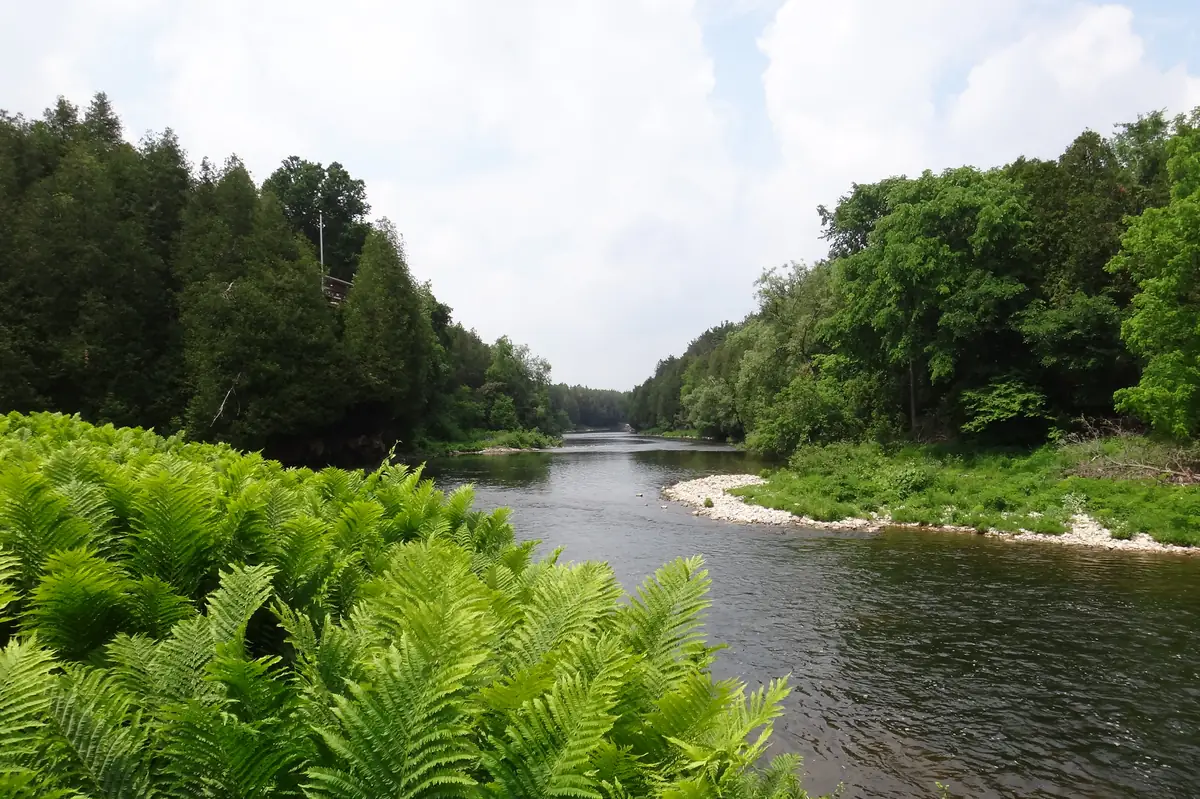 A wide sweeping stretch of the Grand River lined with ferns