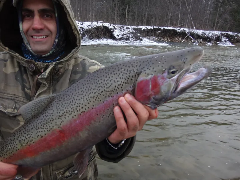 An angler in waders holding a bright chrome steelhead